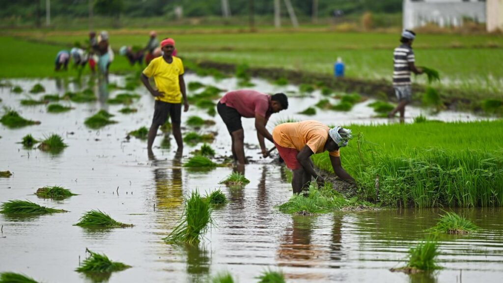 Tirupati District Records Over 28,000 Hectares of Kharif Crop Sown Area girikvs