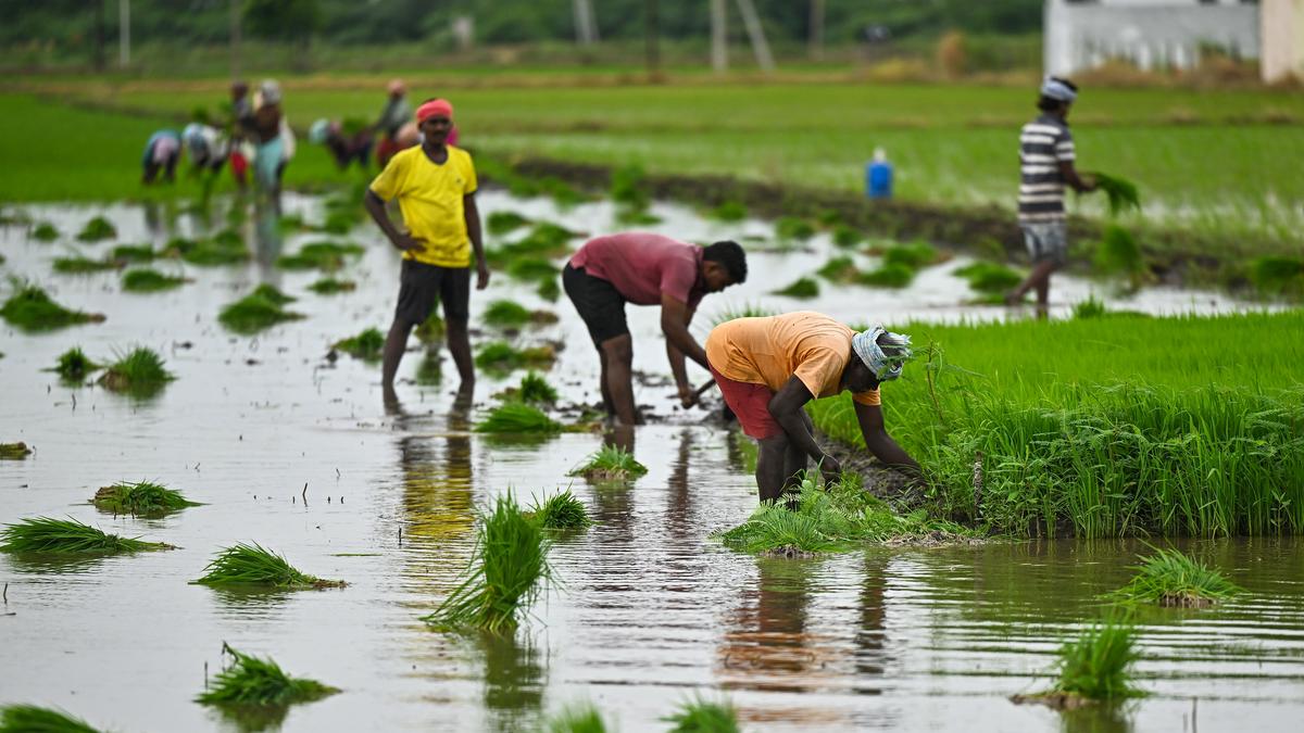 Home Tirupati District Records Over 28,000 Hectares of Kharif Crop Sown Area