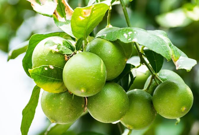 Home Tirupati Strengthens Its Position as a Leading Horticulture Hub